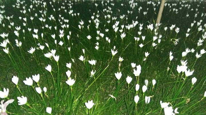 Field of Flora