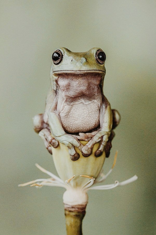 the frog
