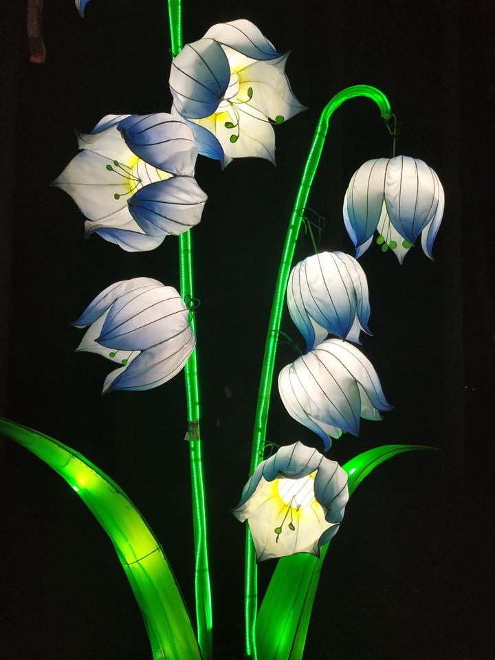 chinese lantern flower