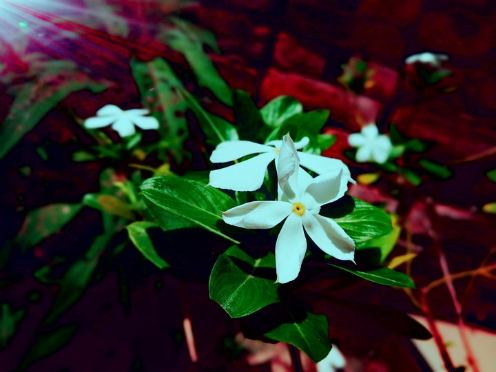 White flower