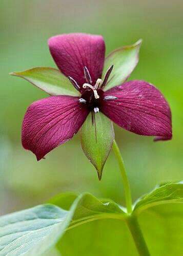 Incredible Nature