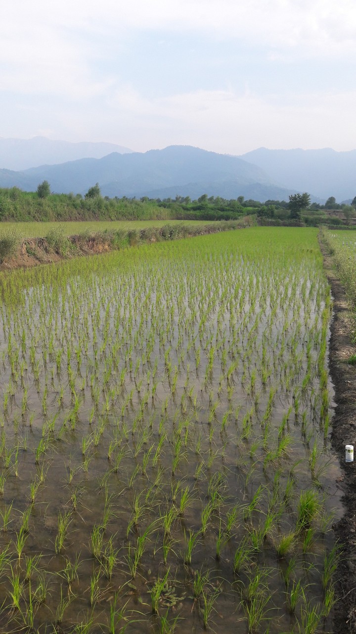 ricefarm