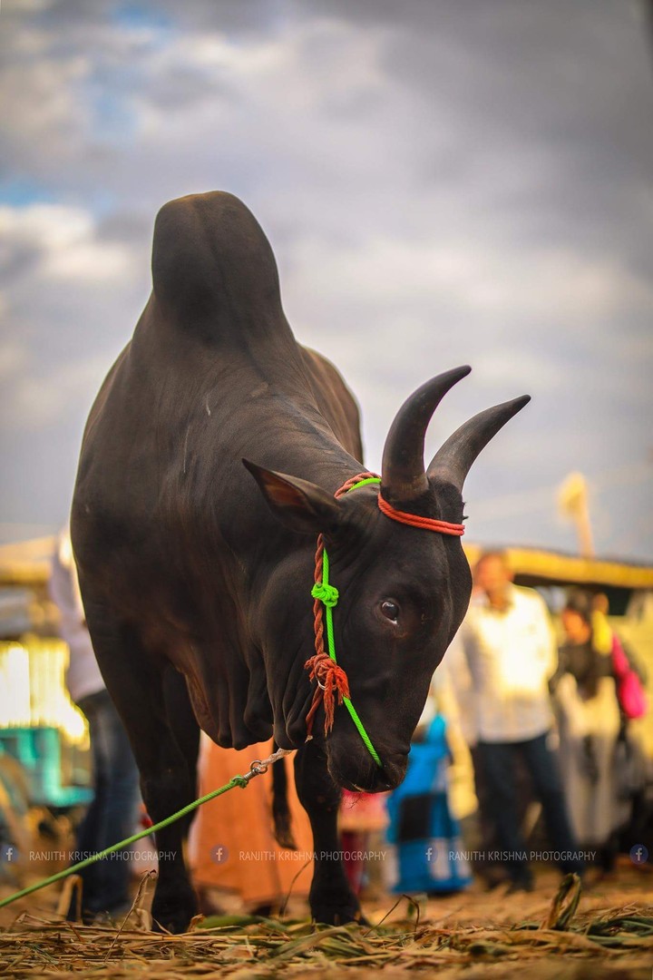 bull