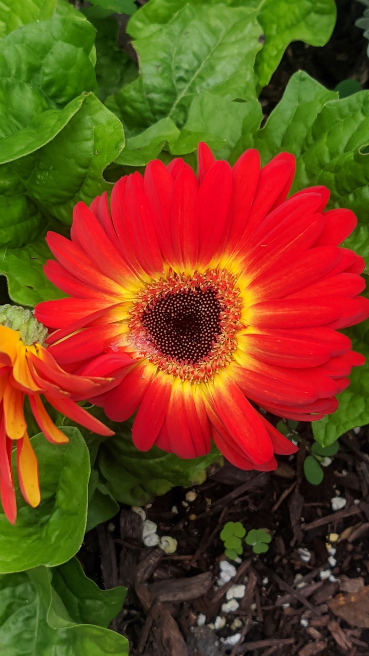 Gerber daisy