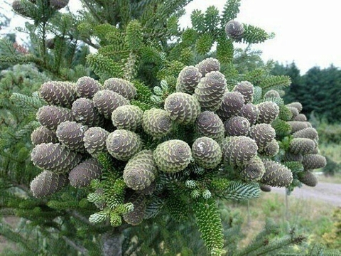 tree, Pine वॉलपेपर