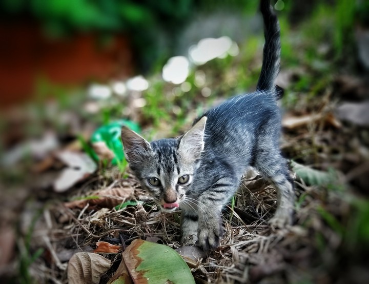 Cat