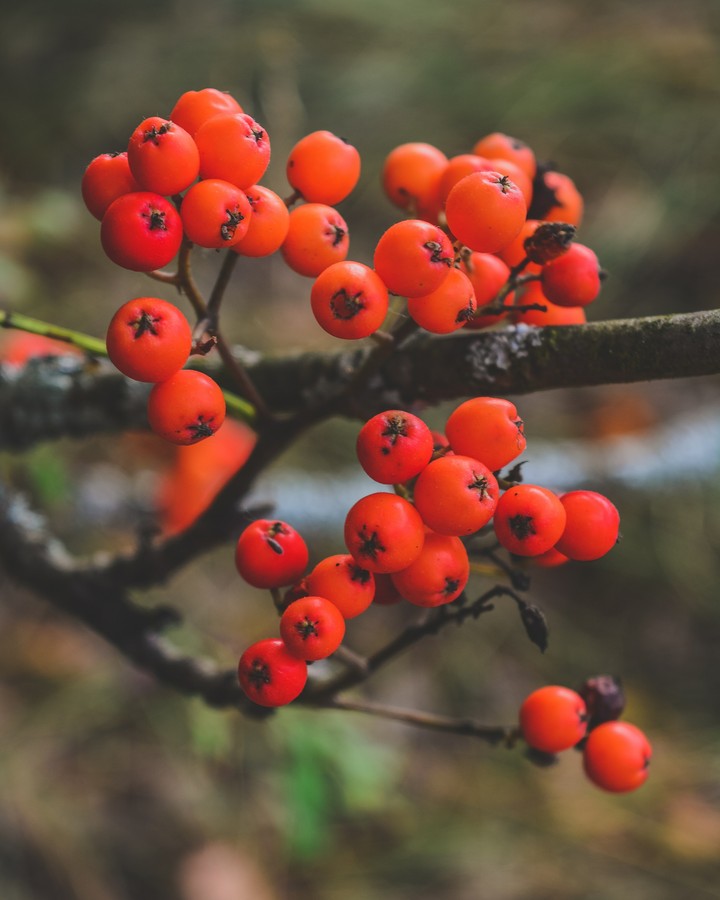 Rowan