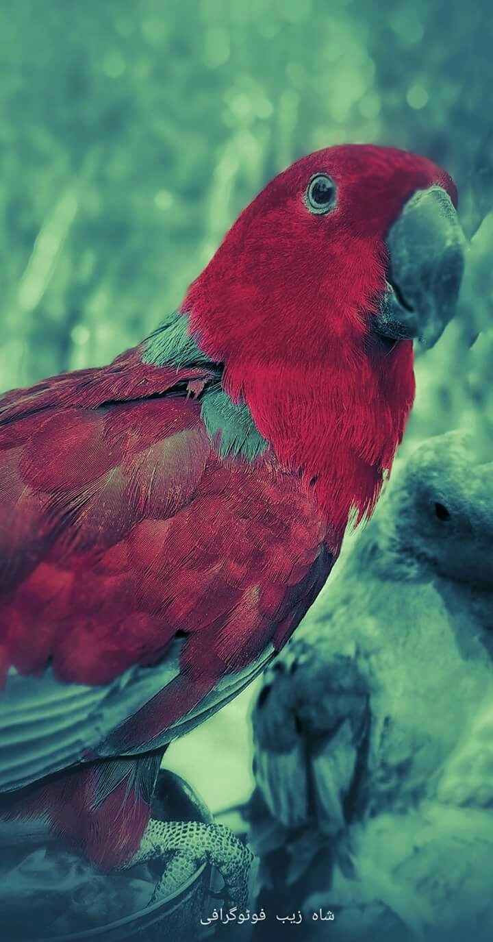 perrot