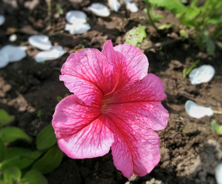 awesome flower