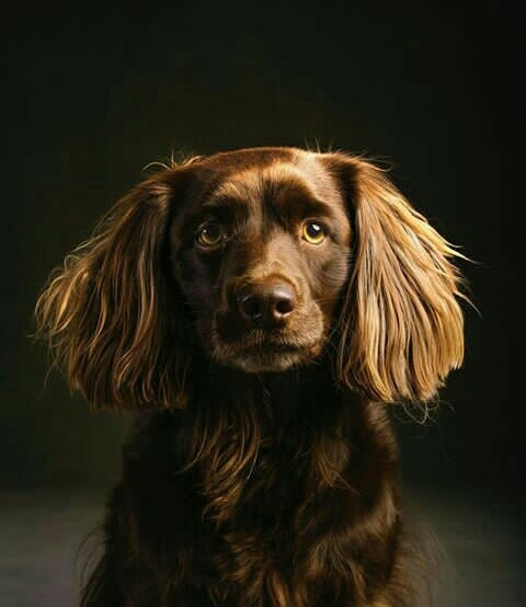 Lovely doggie.