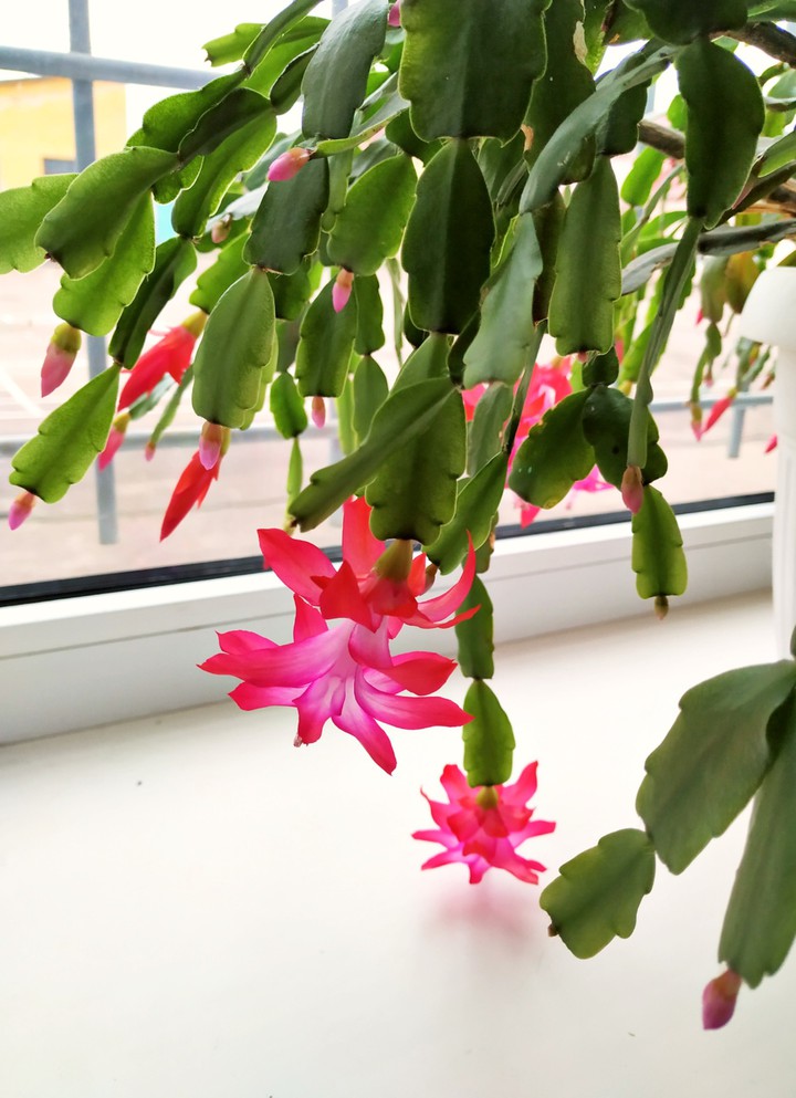 Pink_flower