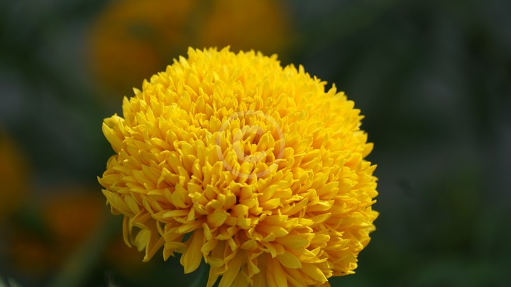 Flower!