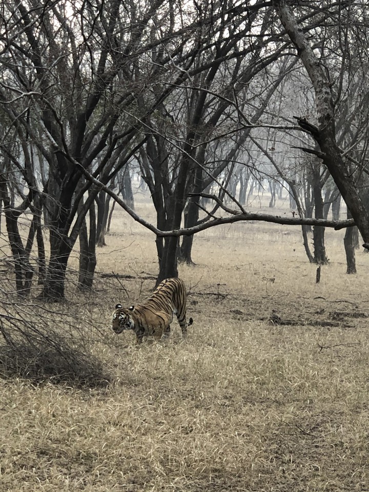 Royal Bengal tiger