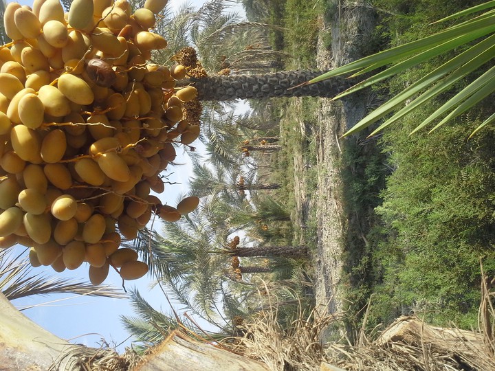 dashtestan.dalaki