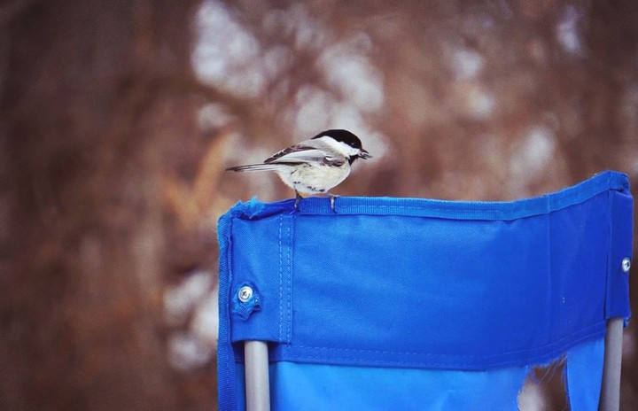 chickadee with a seed