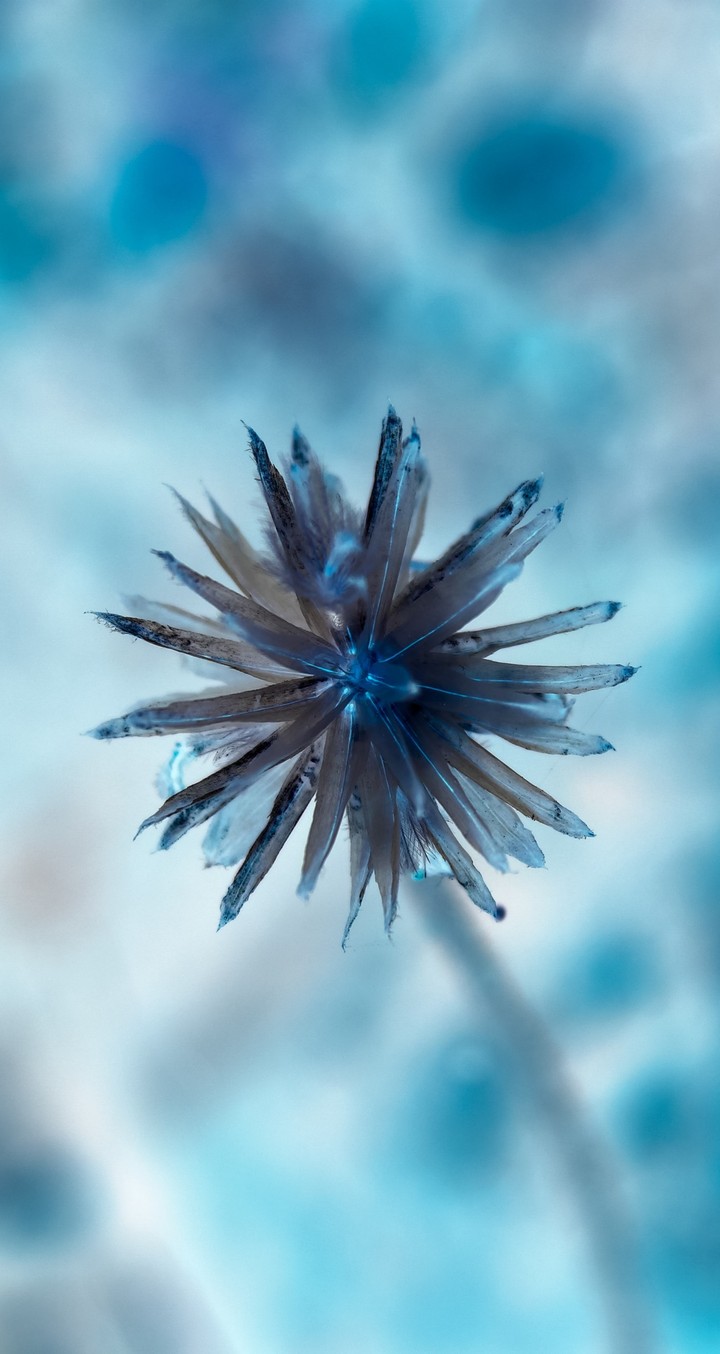 Sapphire Flower