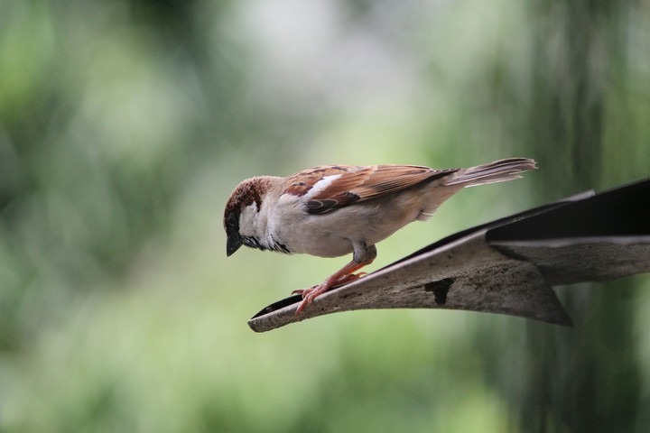Sparrow