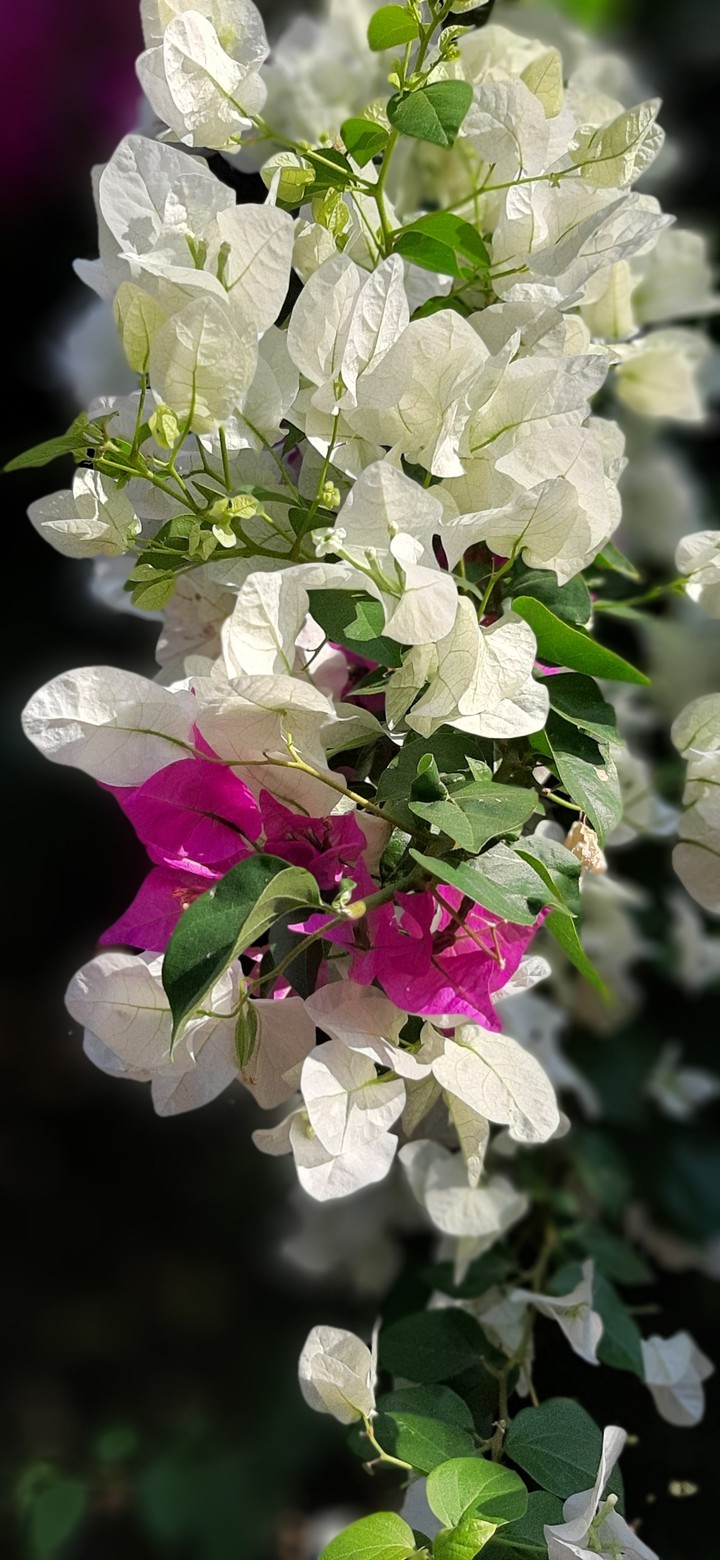 flowers of august