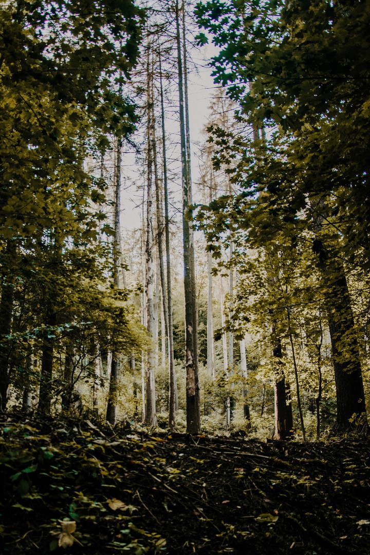 nature