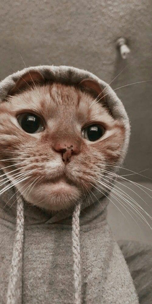 funny cat