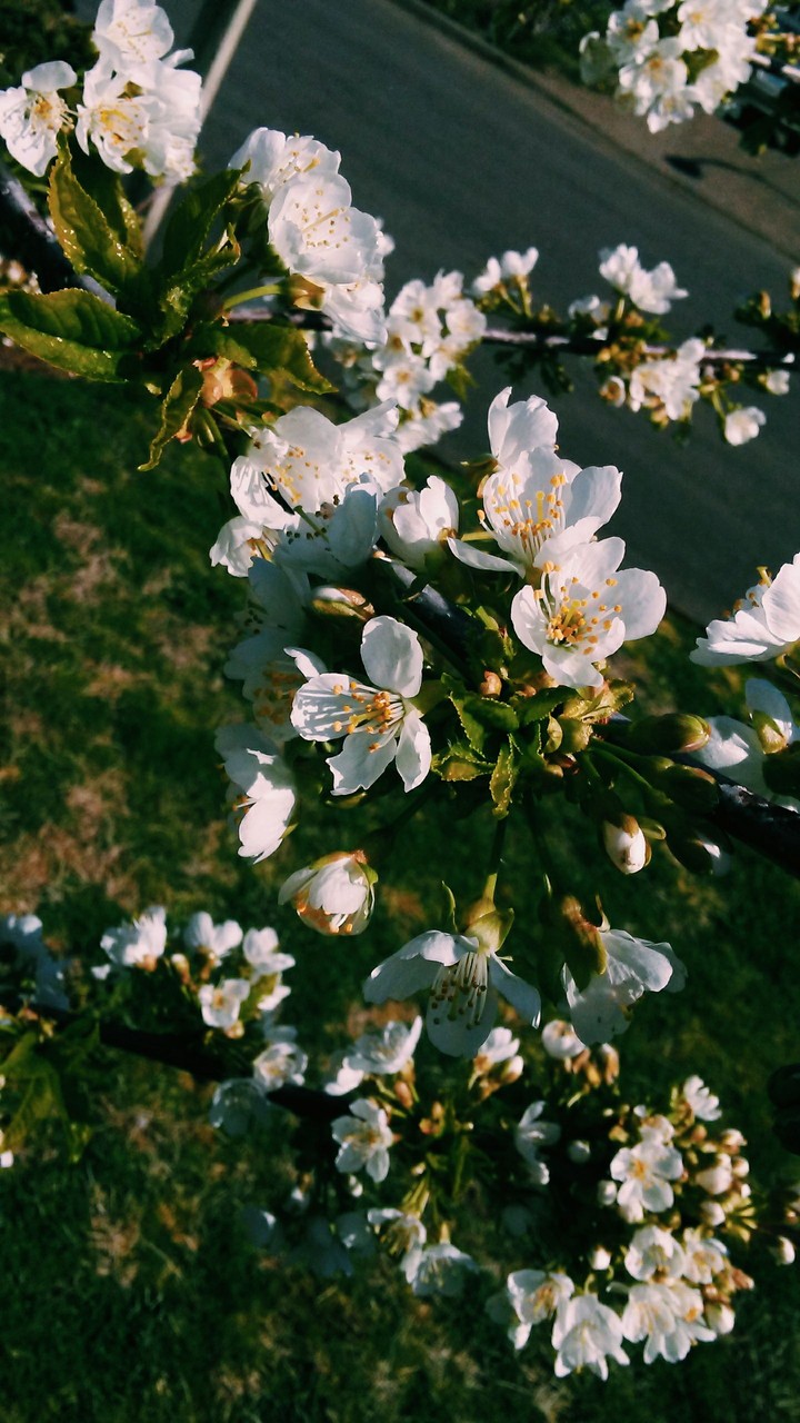 cherry