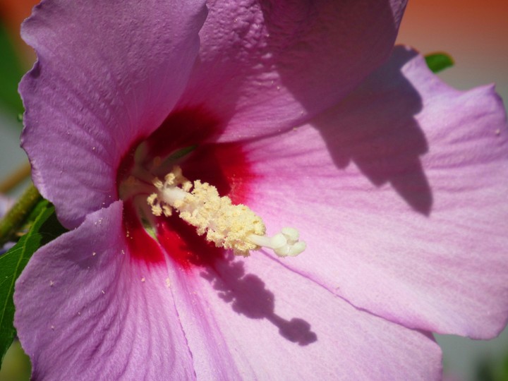Fiore