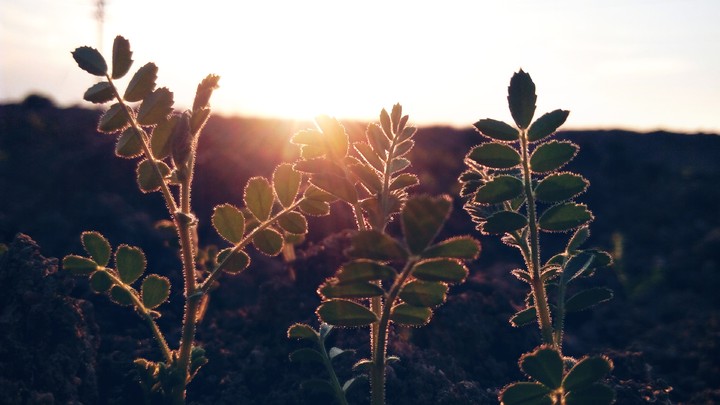Catching Sunset