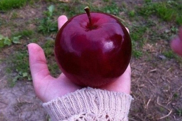 apple
