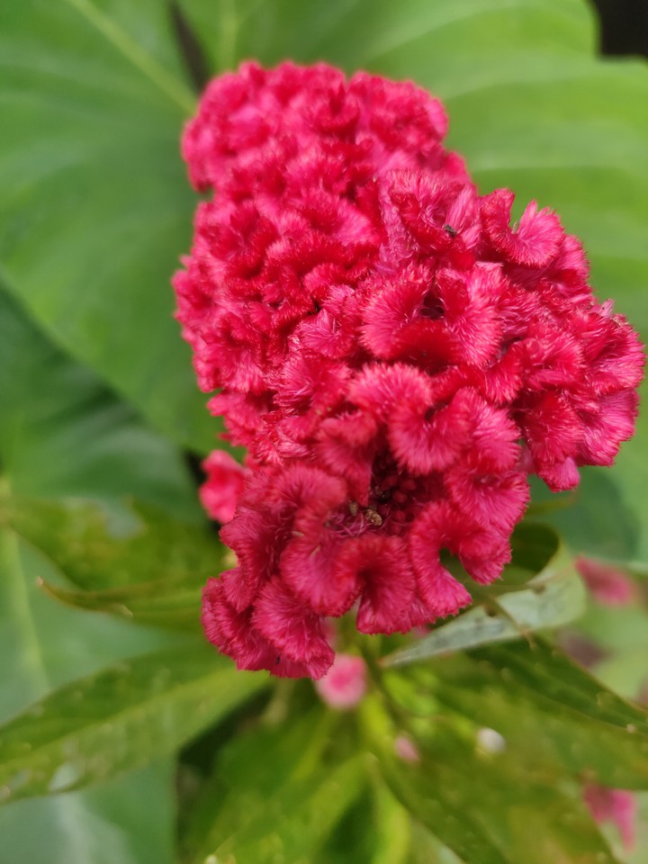 red