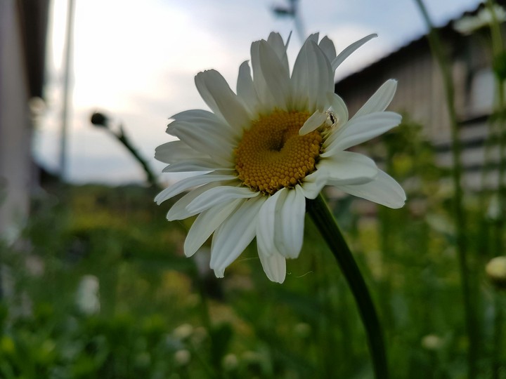nature