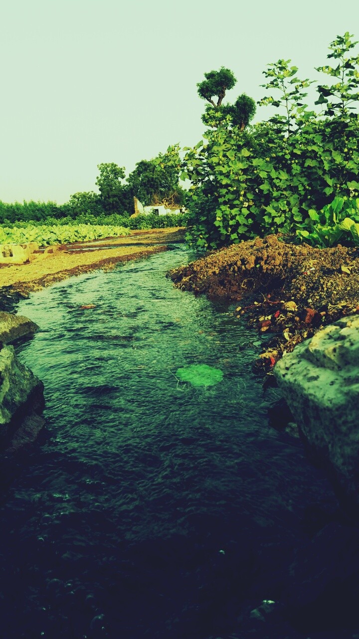 Greenery River