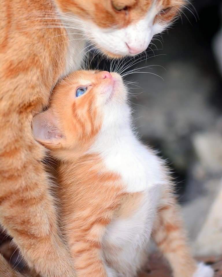 mom .... I love you