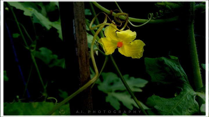 YelloRange |