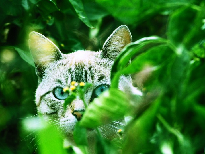 Cat