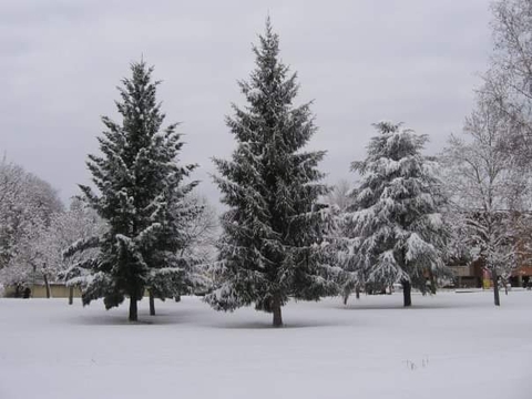 larch, snow achtergronden