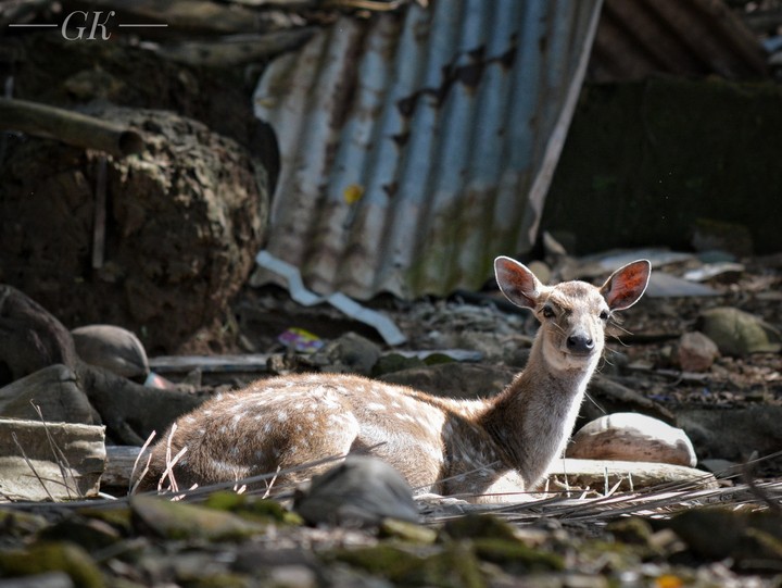 Deer