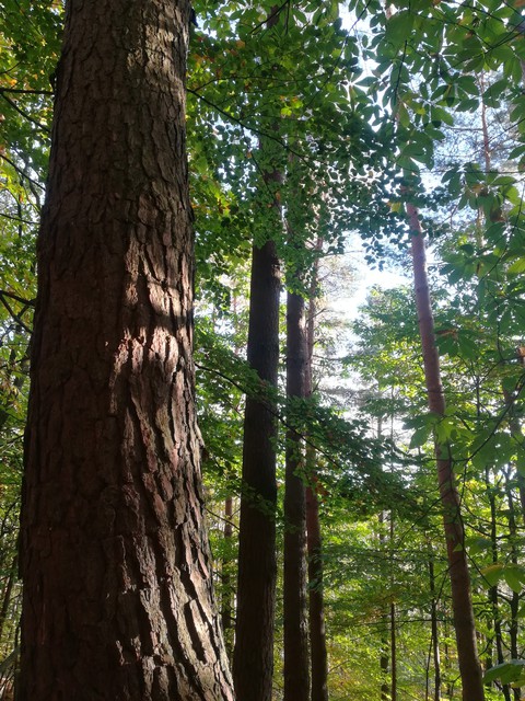 forest