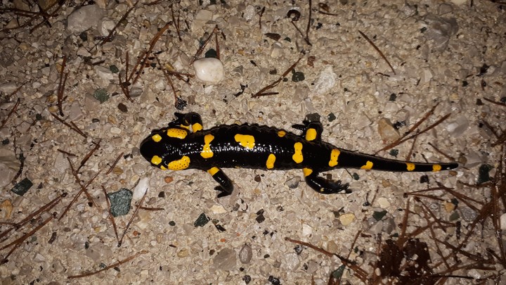 Salamander