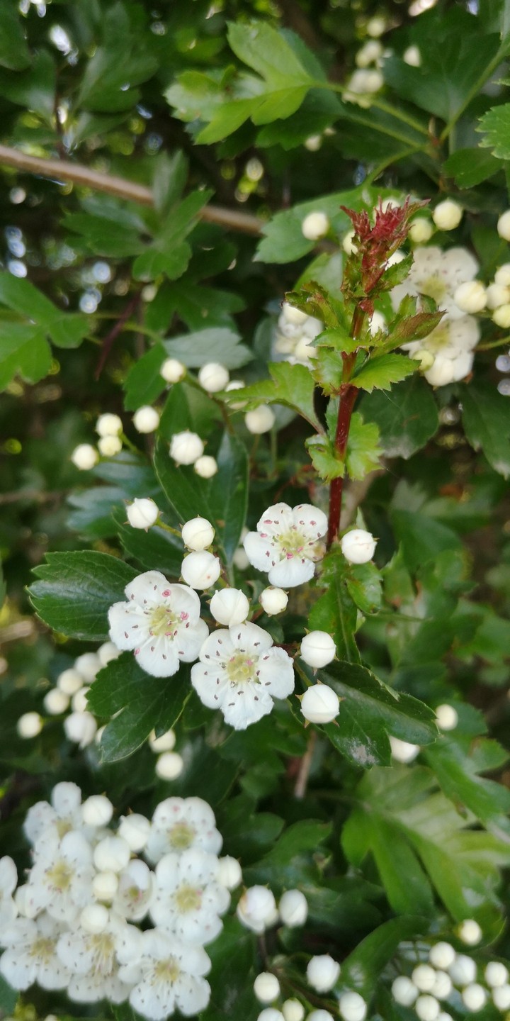 duftende Mehldornblüten