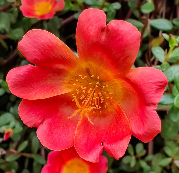 Flower Close up