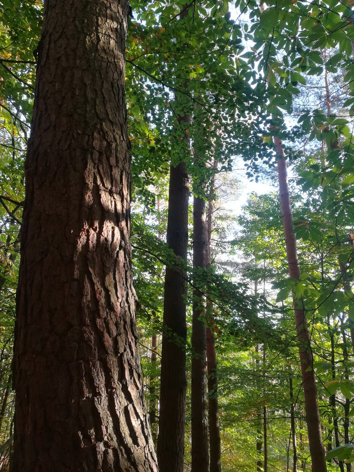 forest