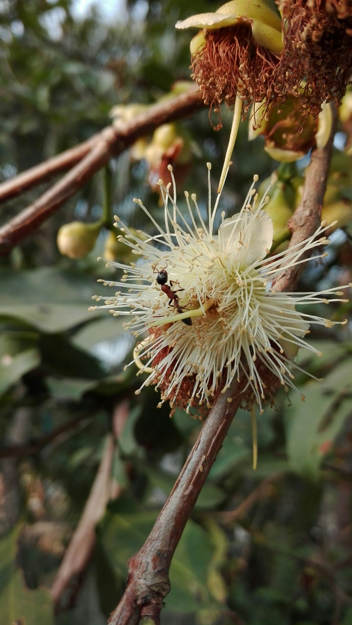 ant on flower