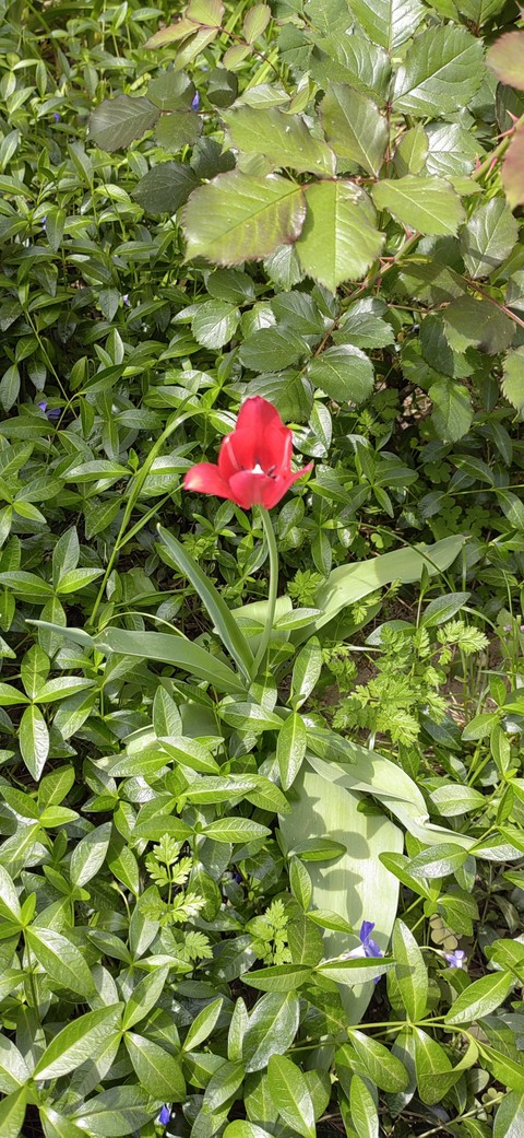 botany, rose háttérképek