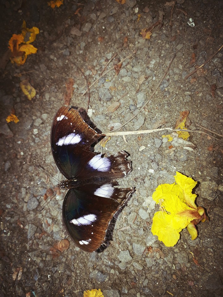 butterflyu