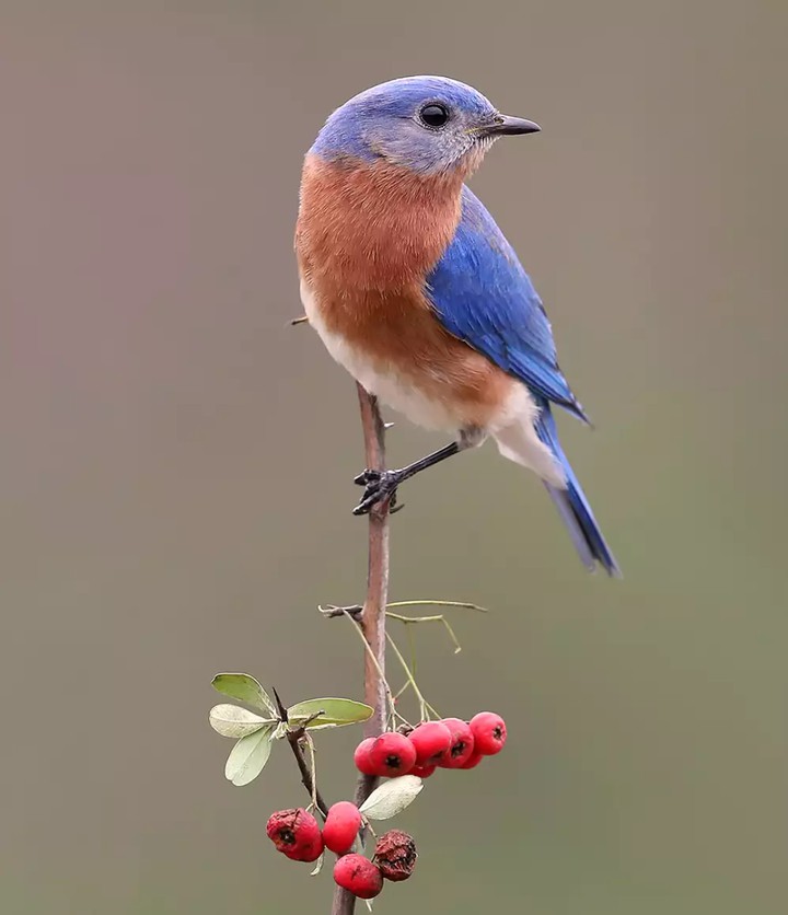 Bird