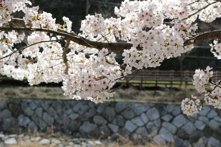 벚꽃
