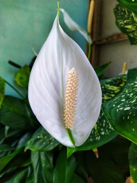 pedicel, flower वॉलपेपर