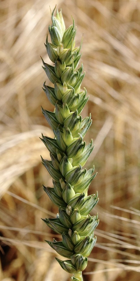 sfondi wheat, closeup