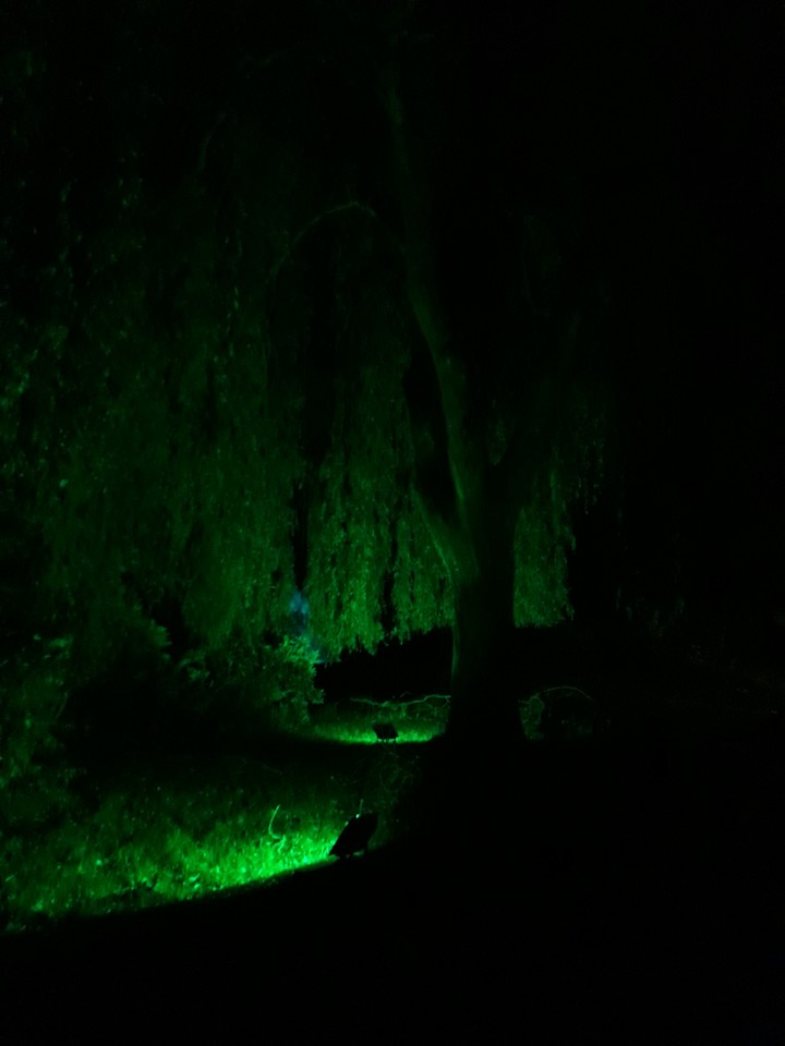 Grün leuchtender Baum im Dunkeln