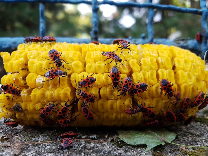 yellow, bugs